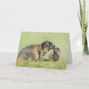 Cutest Baby djur Alpine Marmot Family Kort