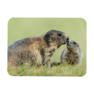 Cutest Baby djur Alpine Marmot Family Magnet