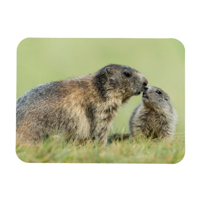 Cutest Baby djur | Alpine Marmot Family Magnet (Horisontell)