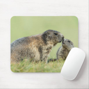 Cutest Baby djur   Alpine Marmot Family Musmatta
