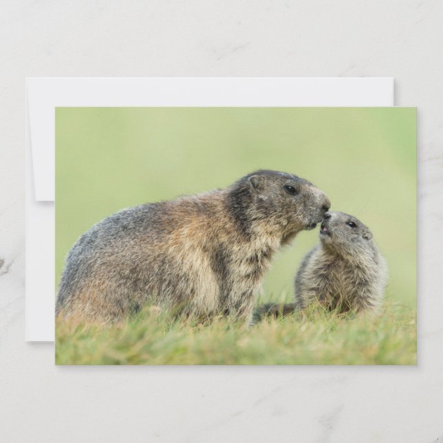 Cutest Baby djur | Alpine Marmot Family Tack Kort (Framsida)