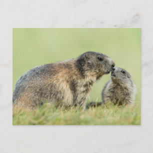 Cutest Baby djur   Alpine Marmot Family Vykort