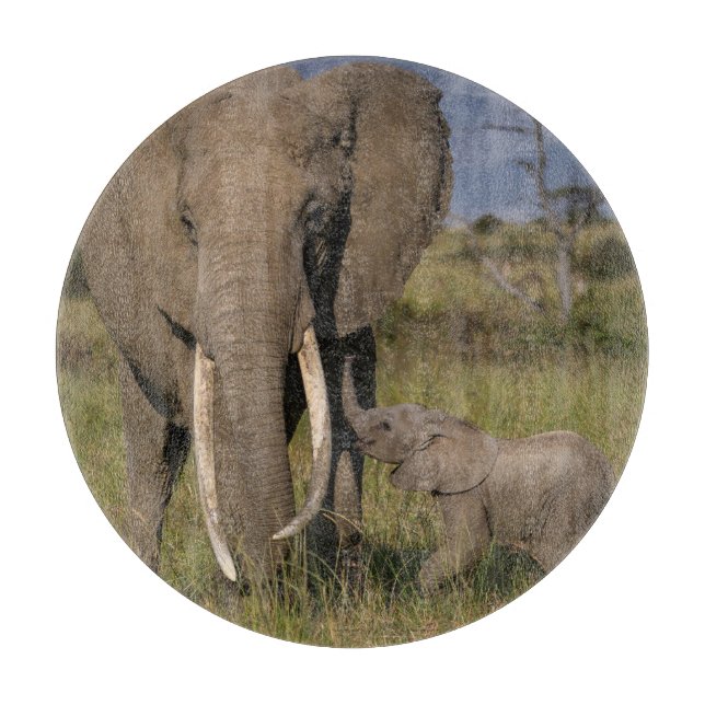 Cutest Baby djur | Amama elefant med Baby (Framsidan)