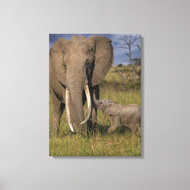 Cutest Baby djur | Amama elefant med Baby Canvastryck (Framsida)