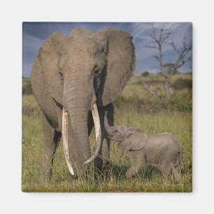 Cutest Baby djur Amama elefant med Baby Magnet