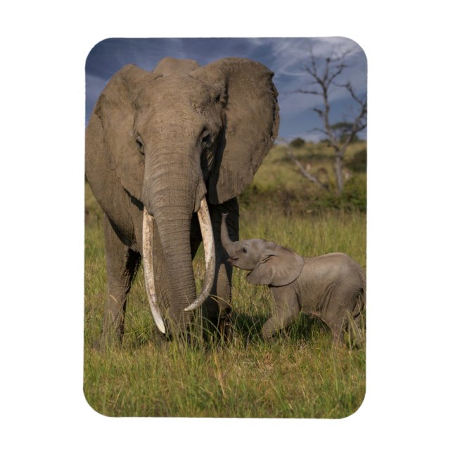 Cutest Baby djur | Amama elefant med Baby Magnet (Vertikal)