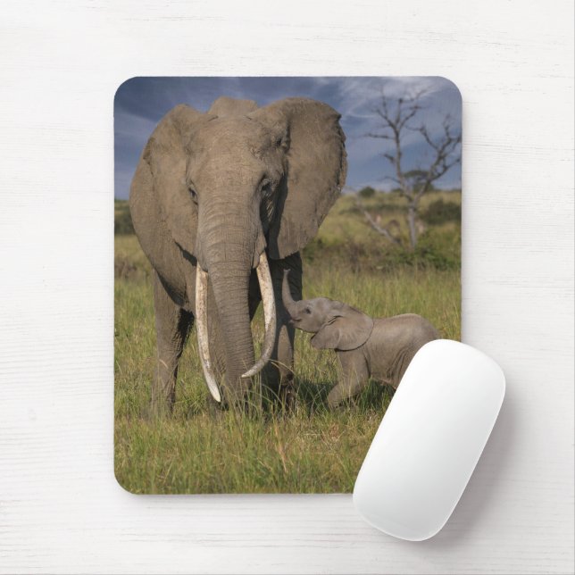 Cutest Baby djur | Amama elefant med Baby Musmatta (Med mus)