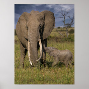 Cutest Baby djur Amama elefant med Baby Poster