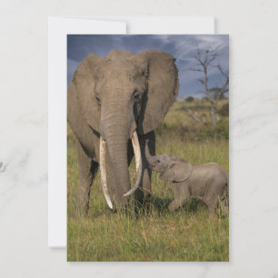 Cutest Baby djur   Amama elefant med Baby Tack Kort