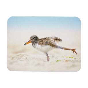 Cutest Baby djur Amerikansk Oystercatcher-Chick Magnet