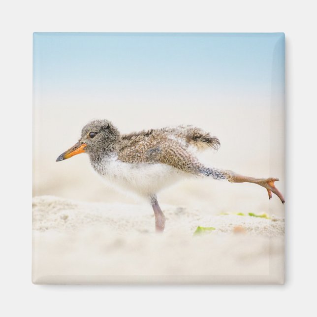 Cutest Baby djur | Amerikansk Oystercatcher-Chick Magnet (Framsidan)