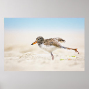 Cutest Baby djur Amerikansk Oystercatcher-Chick Poster