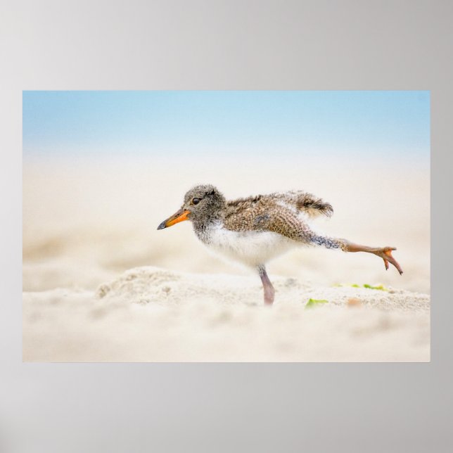 Cutest Baby djur | Amerikansk Oystercatcher-Chick Poster (Framsidan)