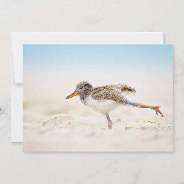 Cutest Baby djur | Amerikansk Oystercatcher-Chick Tack Kort (Framsida)