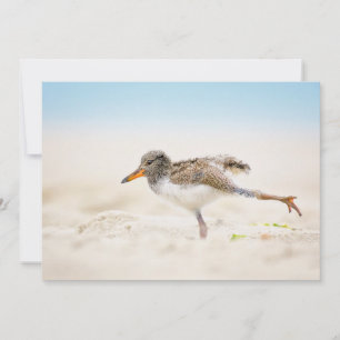 Cutest Baby djur Amerikansk Oystercatcher-Chick Tack Kort