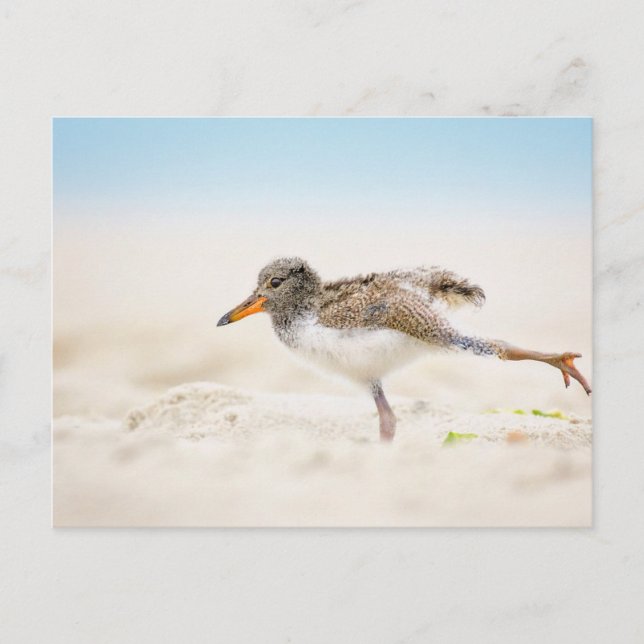 Cutest Baby djur | Amerikansk Oystercatcher-Chick Vykort (Framsida)