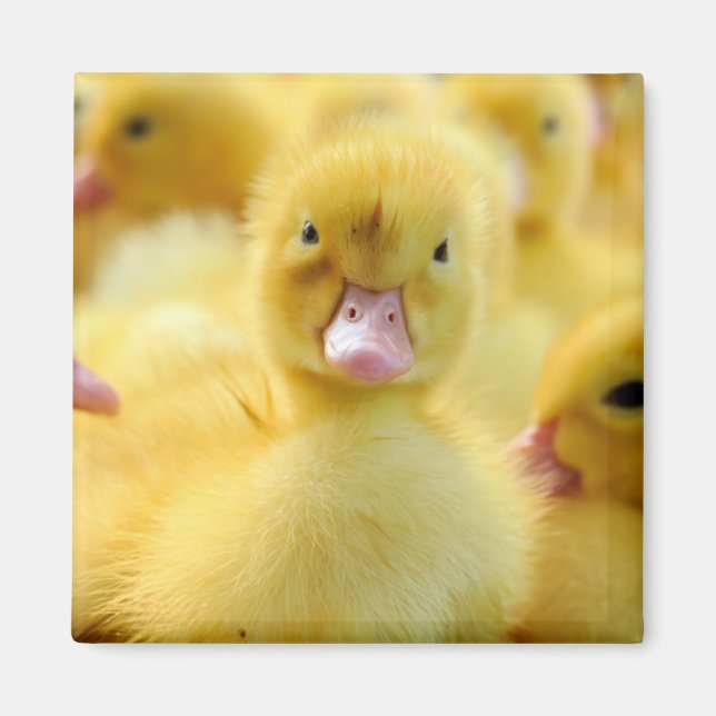Cutest Baby djur | BABY ANKA Magnet (Framsidan)