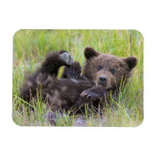 Cutest Baby djur Baby Björn Unge Magnet