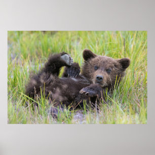 Cutest Baby djur Baby Björn Unge Poster