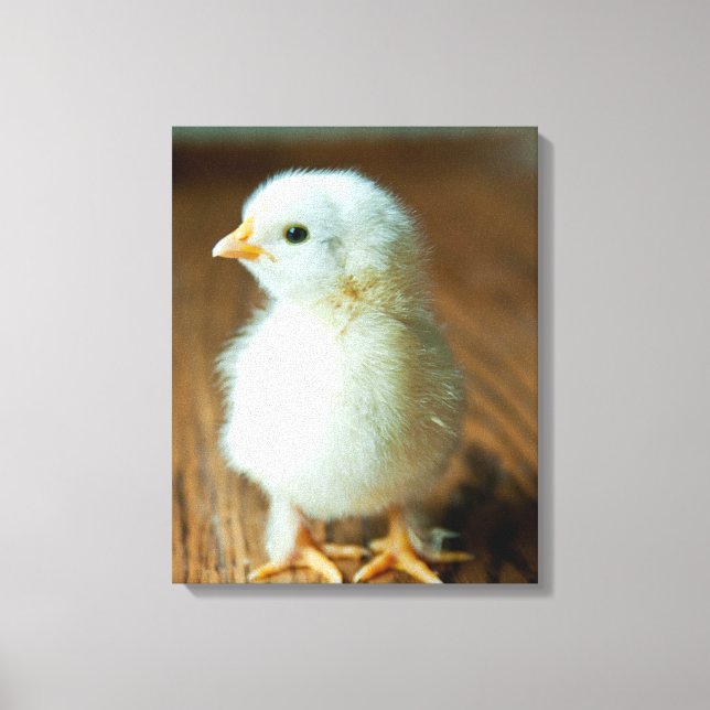 Cutest Baby djur | BABY CHICK Canvastryck (Framsida)