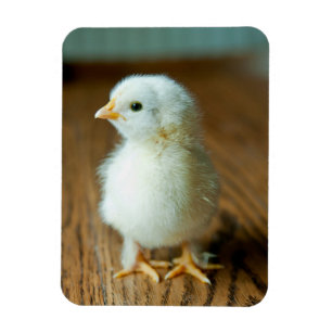Cutest Baby djur BABY CHICK Magnet