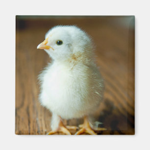 Cutest Baby djur BABY CHICK Magnet