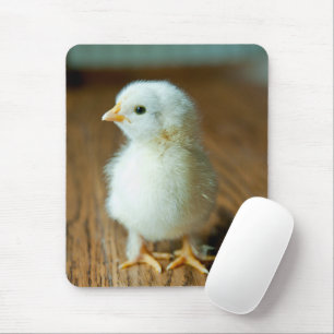 Cutest Baby djur BABY CHICK Musmatta
