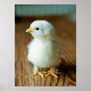 Cutest Baby djur BABY CHICK Poster