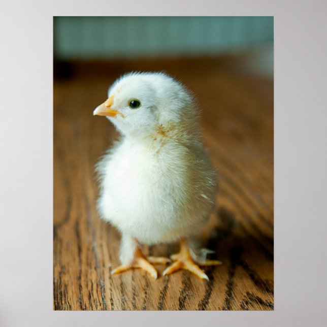 Cutest Baby djur | BABY CHICK Poster (Framsidan)