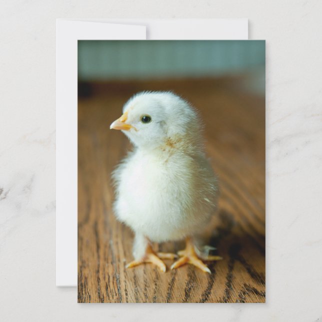 Cutest Baby djur | BABY CHICK Tack Kort (Framsida)