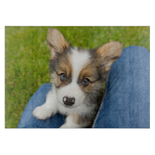 Cutest Baby djur Baby Corgi i min lap
