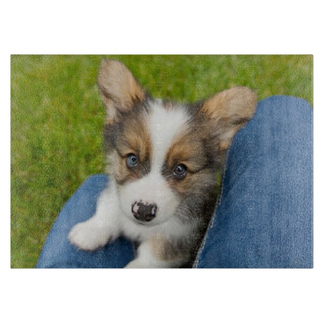 Cutest Baby djur | Baby Corgi i min lap (Framsidan)