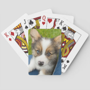 Cutest Baby djur   Baby Corgi i min lap Casinokort