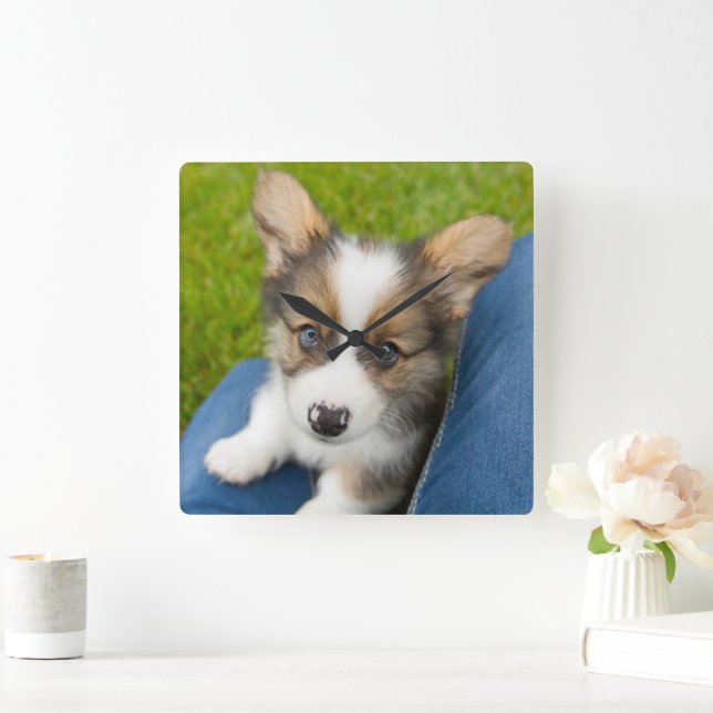 Cutest Baby djur | Baby Corgi i min lap Fyrkantig Klocka (Hem)