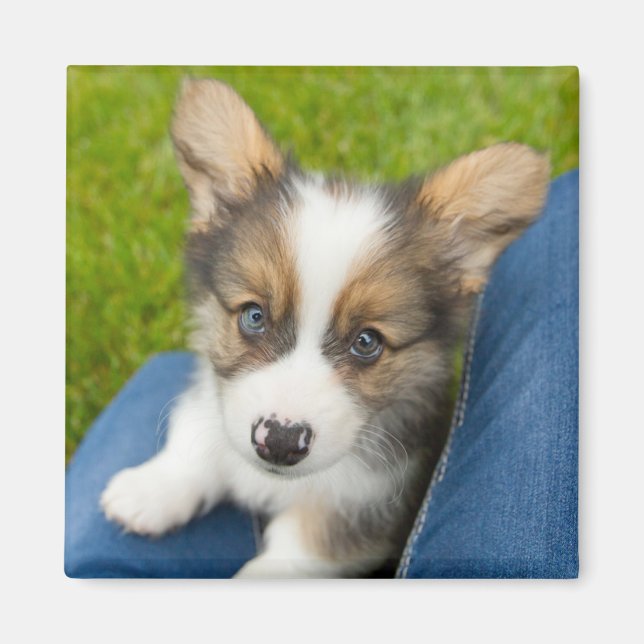 Cutest Baby djur | Baby Corgi i min lap Magnet (Framsidan)