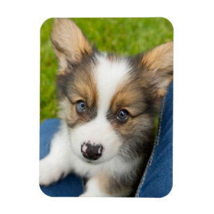 Cutest Baby djur Baby Corgi i min lap Magnet
