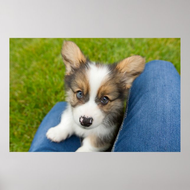 Cutest Baby djur | Baby Corgi i min lap Poster (Framsidan)