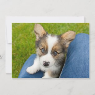 Cutest Baby djur   Baby Corgi i min lap Tack Kort