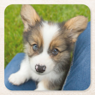 Cutest Baby djur Baby Corgi i min lap Underlägg Papper Kvadrat