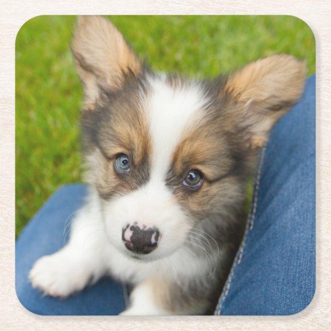 Cutest Baby djur | Baby Corgi i min lap Underlägg Papper Kvadrat (Framsidan)