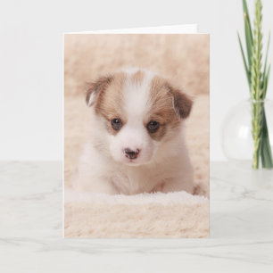 Cutest Baby djur Baby Corgi Kort