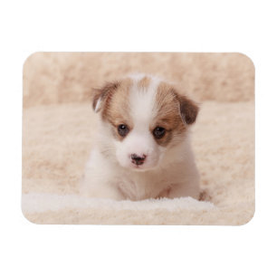 Cutest Baby djur Baby Corgi Magnet