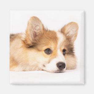Cutest Baby djur Baby Corgi Puppy Porträtt Magnet