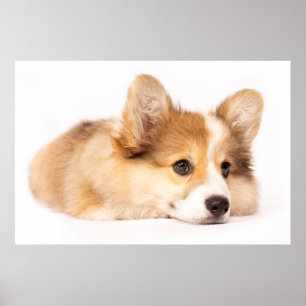 Cutest Baby djur Baby Corgi Puppy Porträtt Poster