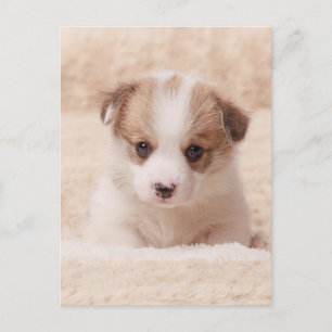 Cutest Baby djur   Baby Corgi Vykort