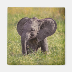 Cutest Baby djur Baby Elephant Kenya Afrika Magnet