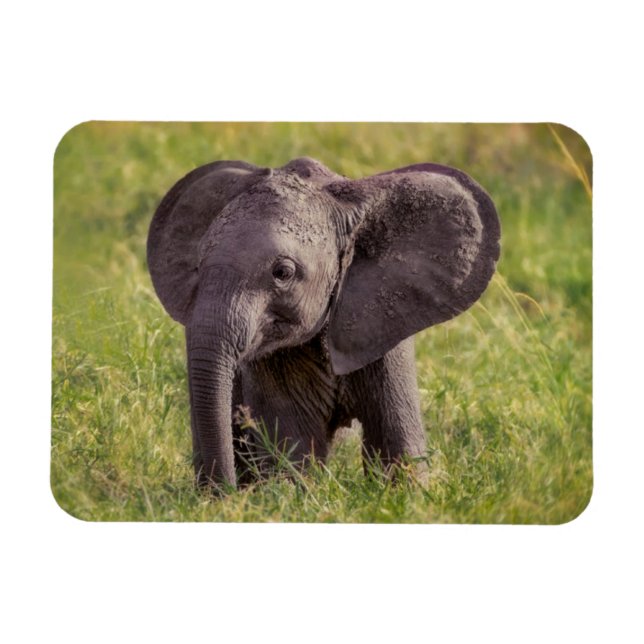 Cutest Baby djur | Baby Elephant Kenya Afrika Magnet (Horisontell)