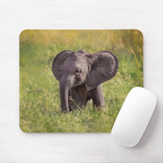 Cutest Baby djur | Baby Elephant Kenya Afrika Musmatta (Med mus)
