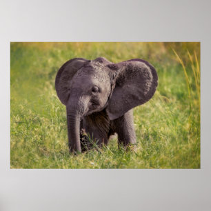 Cutest Baby djur Baby Elephant Kenya Afrika Poster
