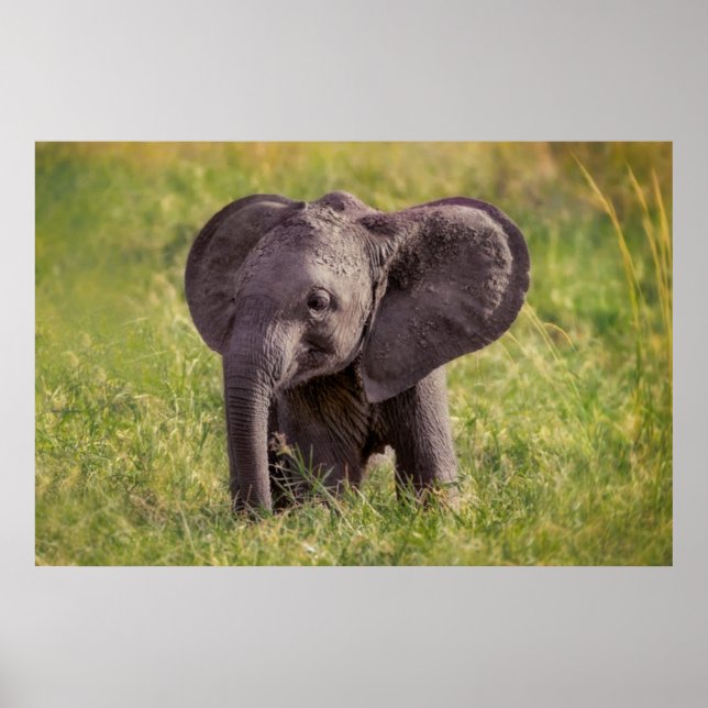 Cutest Baby djur | Baby Elephant Kenya Afrika Poster (Framsidan)